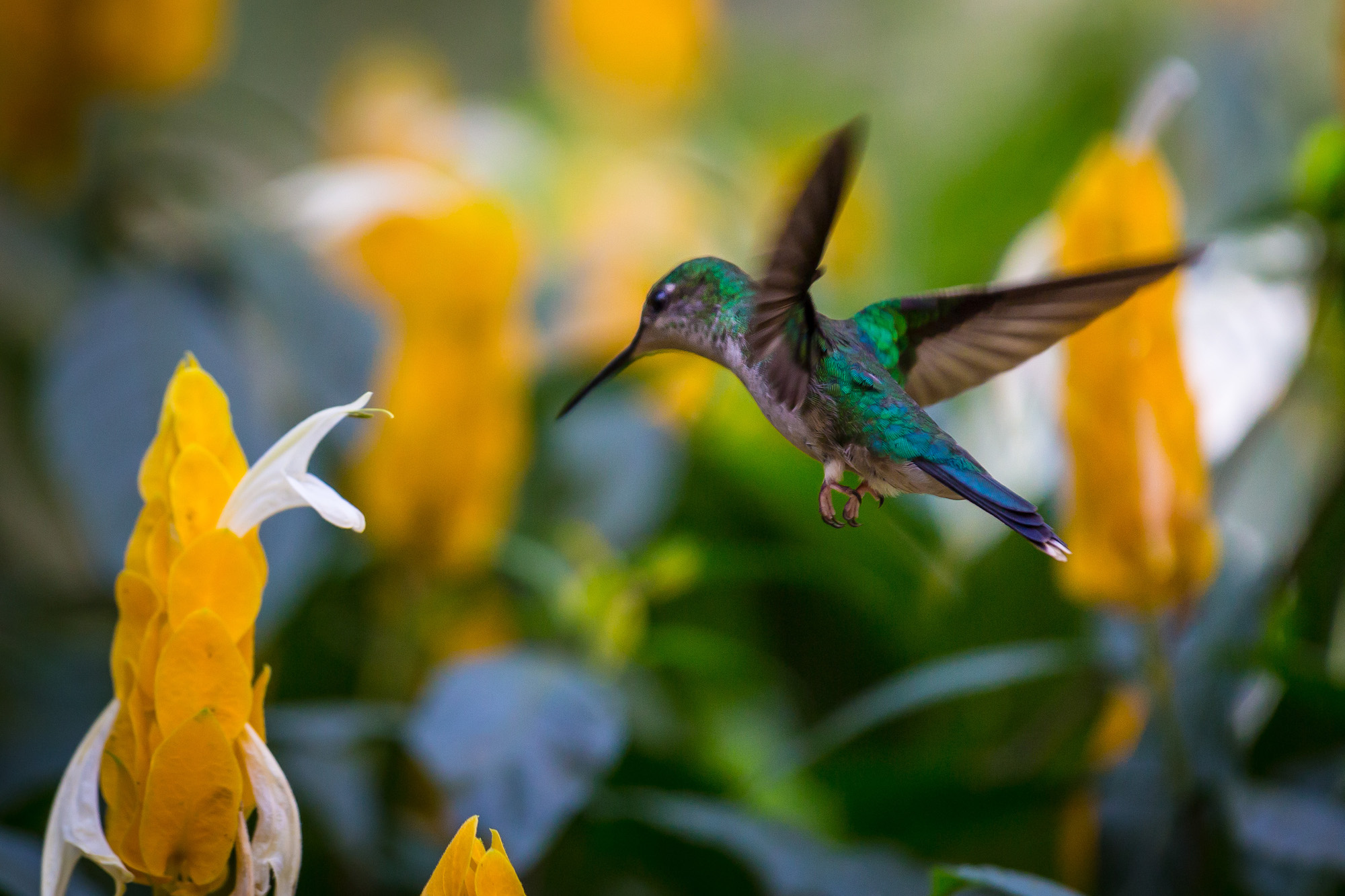 Hummingbird Hummingbird